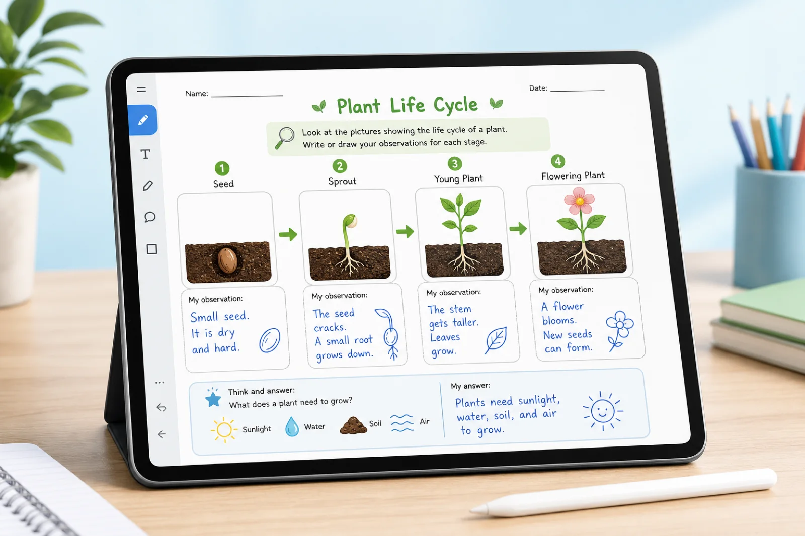 Science worksheet about a plant life cycle